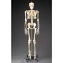 Economy Life-Sized Human Skeleton